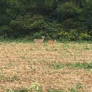 Meet your Posher, Hillary